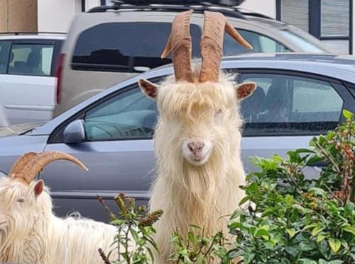 una cabra con cuernos de pie junto a un coche en Cariad Bach en Llandudno