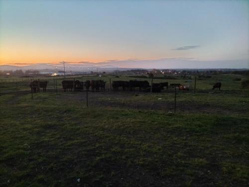 eine Gruppe von Kühen auf einem Feld bei Sonnenuntergang in der Unterkunft Rod Ranch Livestock- Stanza matrimoniale in Campagnano di Roma