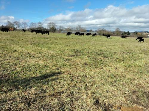 坎帕尼亞諾迪羅馬的住宿－Rod Ranch Livestock- Stanza matrimoniale，一群牛在田野里放牧