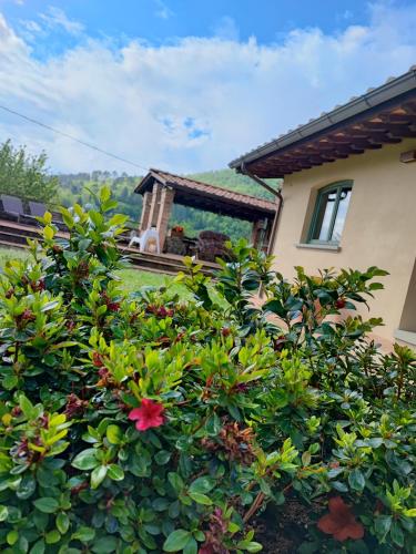 a bush with a red flower in front of a house at Villa Giulia Fashion B&B in Strada