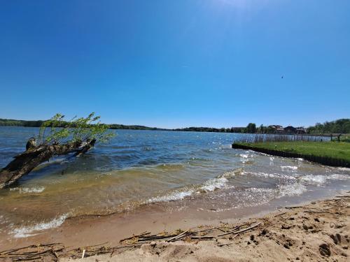 a tree in the water next to a beach at Siedlisko nad Jeziorem-Mazury in Mrągowo
