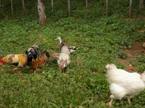 Φωτογραφία από το άλμπουμ του Maison de campagne avec jardin, proche de Lalinde, cheminée, idéal pour découvrir le Périgord - FR-1-616-21 σε Saint-Marcel-du-Périgord
