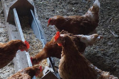 a group of chickens standing around a feeding trough at Ferienwohnungen Lichtenegger in Kamp