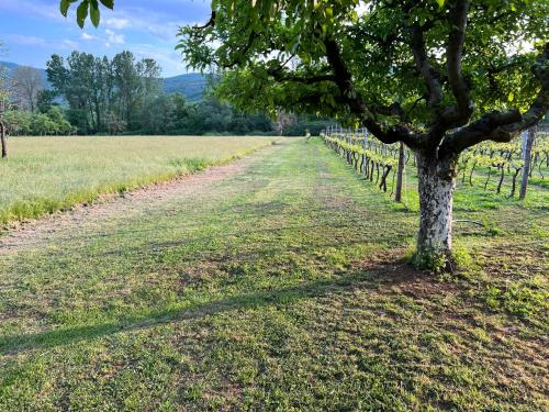 a tree in a field next to a fence at Purple Eye Camp & Winery in Podgorica