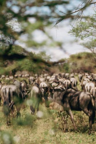 Altri animali domestici presso il lodge o nei dintorni