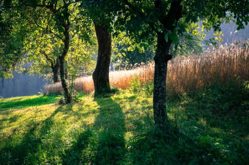 a group of trees in a field with grass at Quiet apartment with a terrace on Organic farm in Prevalje