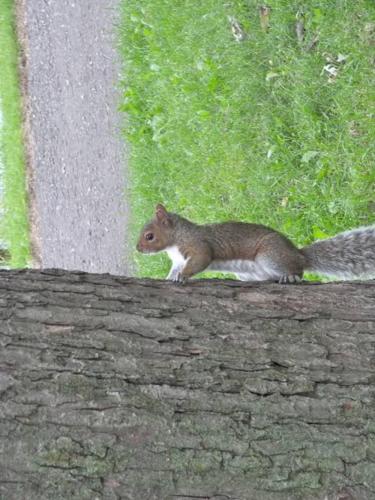 a small squirrel standing on top of a stone wall at Heaven Is A Place On Earth in Montréal