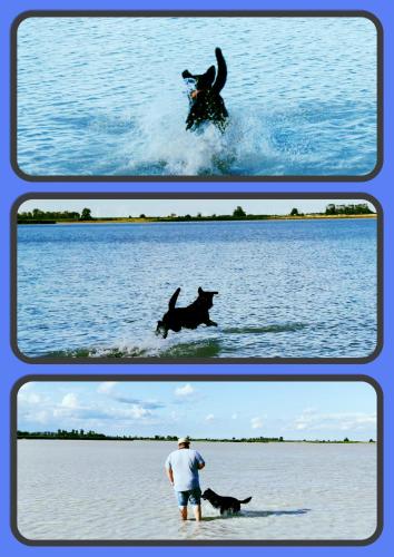 two pictures of a man and a dog in the water at CHALET-KOPPI in Apetlon