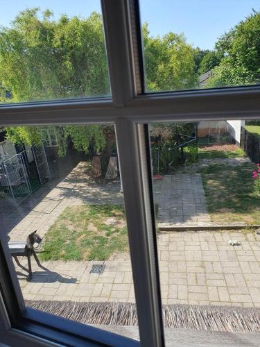 a dog looking out of a window at a yard at Pegasus Bed & Breakfast in Hillerød