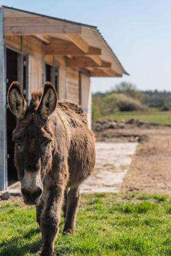 a brown donkey standing in the grass in front of a house at Charmantes Maisons avec spas privatifs au calme Idéal weekend à 2 en famille ou entres amis in Vierzon