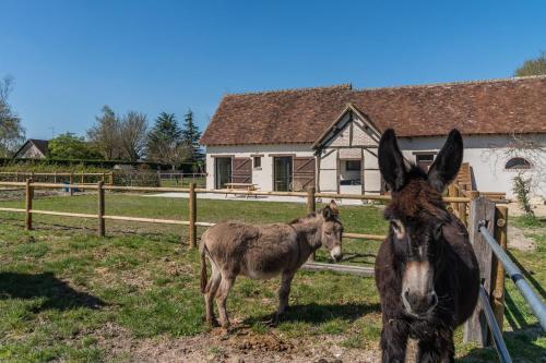 two donkeys standing next to a fence in front of a house at Charmantes Maisons avec spas privatifs au calme Idéal weekend à 2 en famille ou entres amis in Vierzon