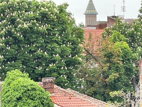a tree with white flowers on top of a roof at Central Terrace Escape with Jacuzzi in Timişoara