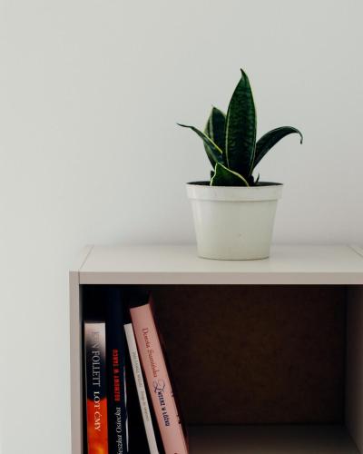 a plant in a pot on a shelf with books at Giewont Mountain View Apartment in Zakopane