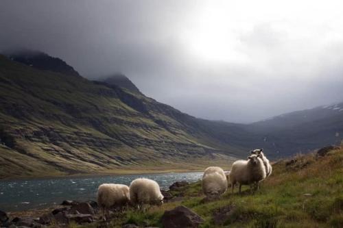 una manada de ovejas pastando en una colina junto a un río en Baile Go Deo., en Falcarragh