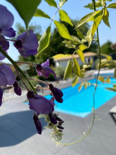a close up of purple flowers next to a swimming pool at Les Rives des Habsbourg in Ensisheim