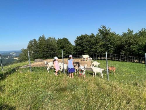 a group of people standing in a field with sheep at Haus am Hügel in Oberkühberg