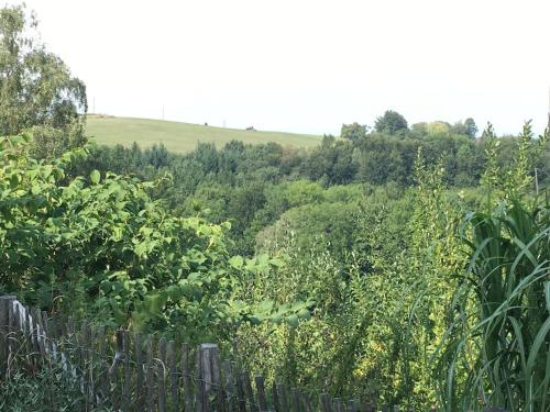 a garden with a fence and some bushes and trees at Haus am Hügel in Oberkühberg