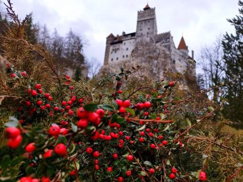 a castle sitting on top of a hill with red fruit at Pensiunea Antonio Bran in Bran