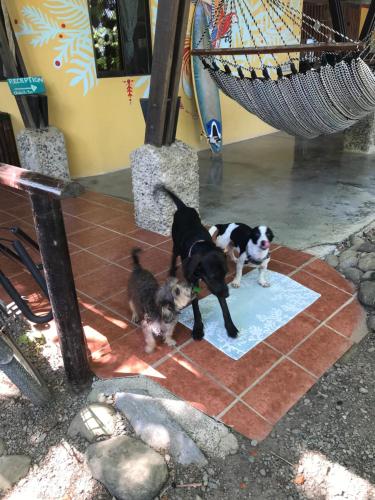 two dogs and a cat standing on a sidewalk at Luminosa Uvita Hostel in Uvita