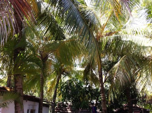 Un jardín fuera de Robert Inn Dambulla