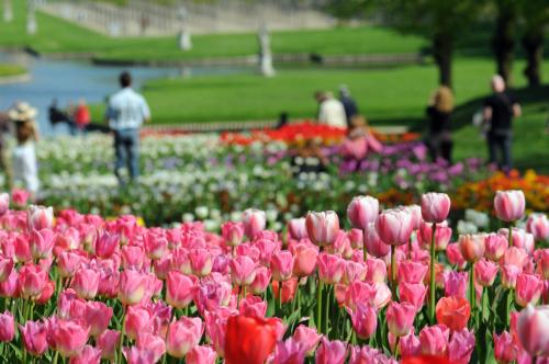 a bunch of pink tulips in a park at Holiday Inn Express & Suites Asheville SW - Outlet Ctr Area by IHG in Asheville