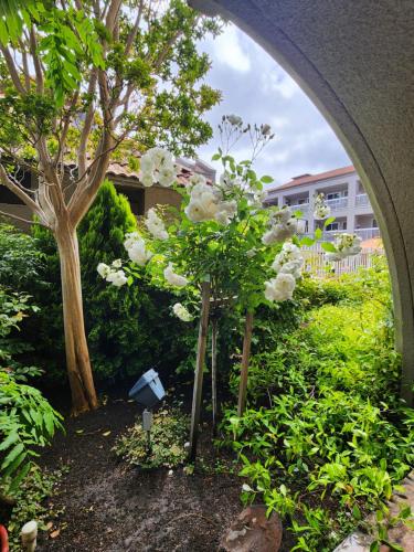 a garden with white flowers and a tree at La Quinta by Wyndham San Francisco Airport West Millbrae FREE AIRPORT SHUTTLE in Millbrae