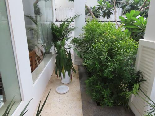 a small courtyard with plants and a white door at The Blanc Residence in Siem Reap