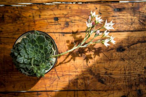 a plant in a bowl on a wooden table at Das Kubatzki in Sankt Peter-Ording