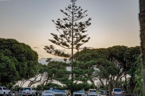 a pine tree in a parking lot with cars at Surfside 4 in Yallingup