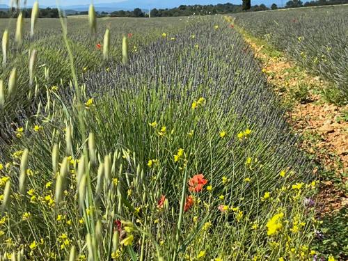 a field of flowers in the middle of a field at Gite Harmonie in Gréoux-les-Bains