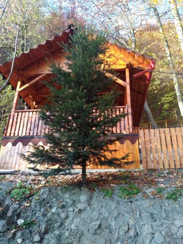 a small pine tree in front of a cabin at Casa Puiu in Slănic-Moldova