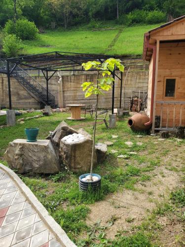 a small tree in a pot next to some rocks at DIOSKURIA BORJOMi in Borjomi