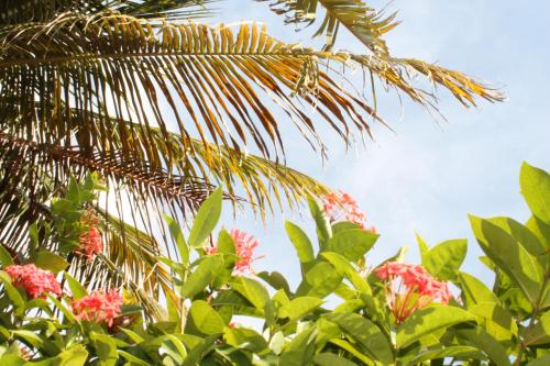 a palm tree with pink flowers in the foreground at Caribbean Flower Apartments in Willemstad