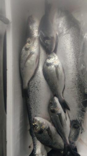 a group of fish in a box at La Valle Verde hotel ristorante pizzeria in Zambrone