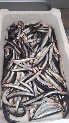 a white container filled with lots of fish at La Valle Verde hotel ristorante pizzeria in Zambrone