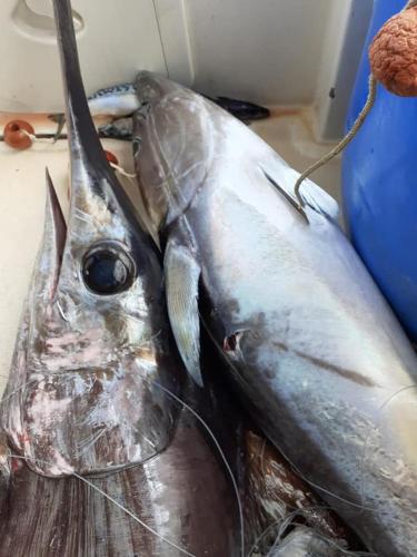 two dead fish sitting next to each other at La Valle Verde hotel ristorante pizzeria in Zambrone