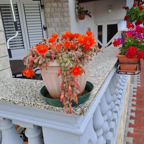 a potted plant on a balcony with flowers at Apartmani Mila-Casa Bianca in Medulin