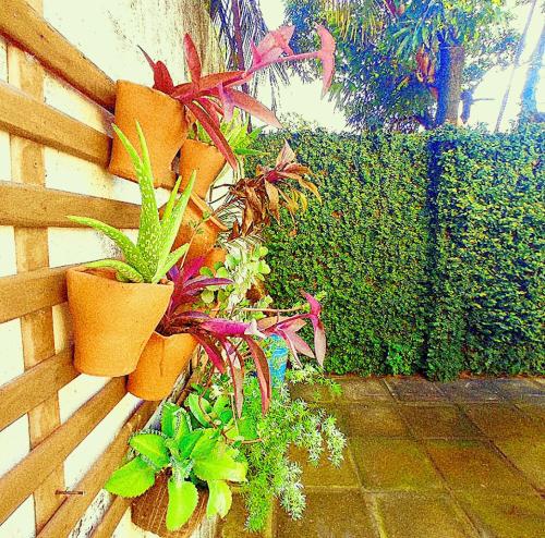 a bunch of plants in pots on a fence at Meu abrigo in Recife