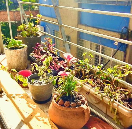 a group of potted plants sitting on a window sill at Meu abrigo in Recife