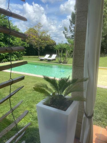 una planta en una olla blanca junto a una piscina en Le Patio, chambres d hôtes pour adultes en Camargue, possibilité de naturisme à la piscine,, en Aimargues