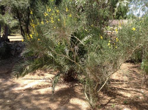a palm tree with yellow flowers in a field at Favignana Vacanze in Favignana