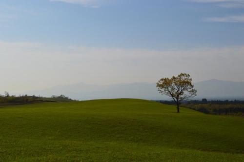 a tree on top of a green field at Resonate Club Kuju in Taketa