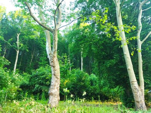 two trees in the middle of a forest at Mecsek Virágai Lak in Magyarhertelend