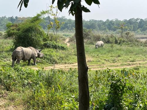 Animaux dans le complexe hôtelier ou à proximité