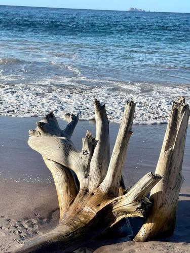 a tree stump sitting on the beach near the water at Villa Pura Vida in Matapalo
