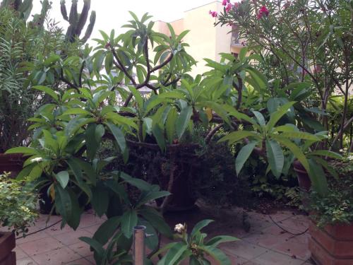 a bunch of green plants in a garden at L'Orangerie di Cartia Giovanni in Modica
