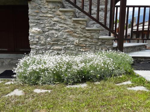 a bush of white flowers in front of a building at Sauze d'Oulx ciabot la garitüla with garden - wifi- close to the chairlift in Sauze dʼOulx