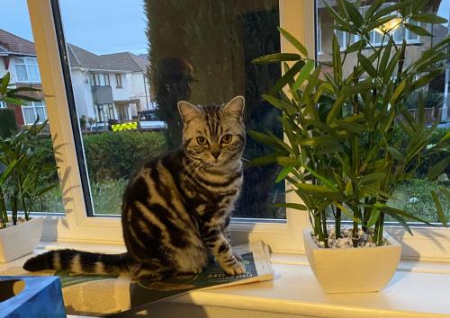 Ospiti di Winton house home stay con animali domestici