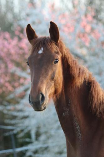 a brown horse standing in front of pink flowers at La Petite Bérais in Missillac