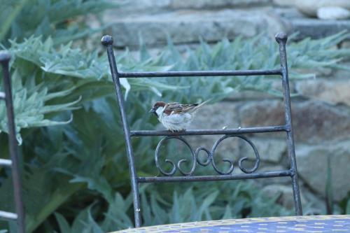 a bird sitting on top of a metal chair at La Petite Bérais in Missillac